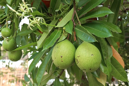 Mexican calabash on tree