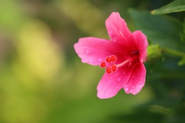 hibiscus flowers in tropical