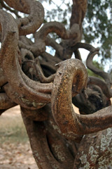 Thorn Tree a Symbol of Genocide in Cambodian Killing Fields