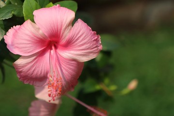 hibiscus flowers in tropical