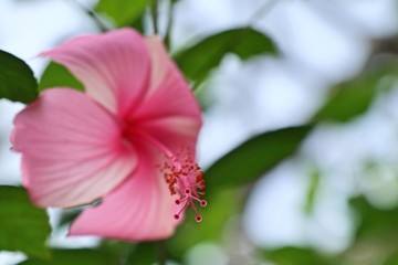 hibiscus flowers in tropical