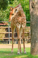 African giraffe (Giraffa camelopardalis). Female