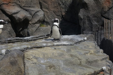 Naklejka premium ペンギンポツリ