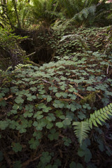 Obraz premium Redwood National Park Clovers Field