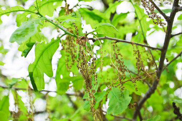 Flowering common oak or pedunculate oak (Quercus robur) in spring