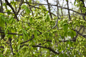 The green fruit, round wind-dispersed samara of the elm (Ulmus) in the spring