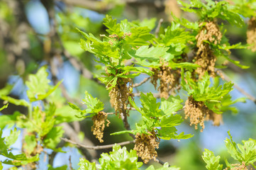 Flowering common oak or pedunculate oak (Quercus robur) in spring