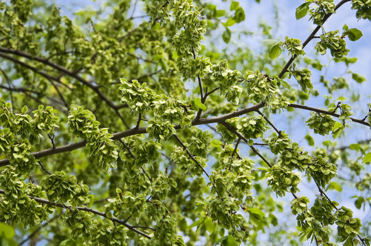 The green fruit, round wind-dispersed samara of the elm (Ulmus) in spring