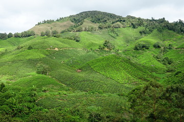 Malaysia Cameron Highlands tea plantation