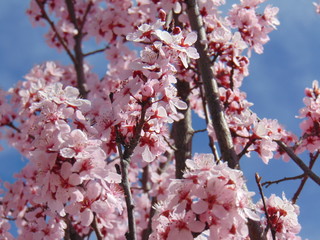 Pink Cherry Blossom Bud Branches
