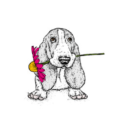 A beautiful dog with a gerbera. Vector illustration. Funny puppy with a flower.