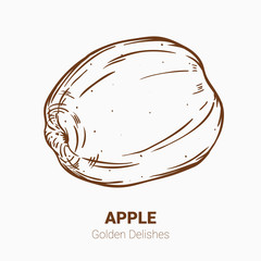 Illustration set of drawing apples Golden delicious elements. Hand draw illustration set for design.