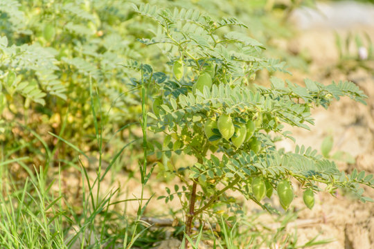 photo of chick pea plant with fruits