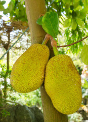 Jackfruit (Artocarpus heterophyllus)  also known as jack tree. The jackfruit is referred to as...