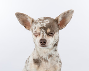 Lilac merle chihuahua dog on white background with eyes closed