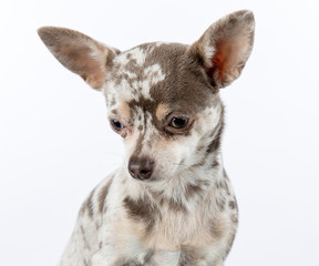 Lilac merle chihuahua dog on white background looking down at floor