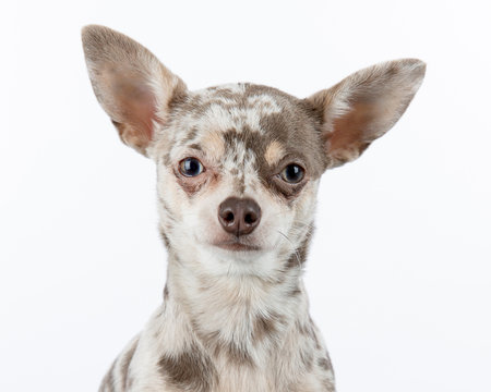 Lilac merle chihuahua dog on white background looking at camera