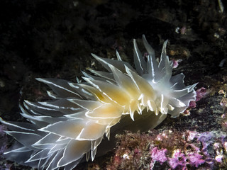 Alabaster Nudibranch (Dirona albolineata)
This brilliant nudibranch was photographed off Pender Island in southern British Columbia.