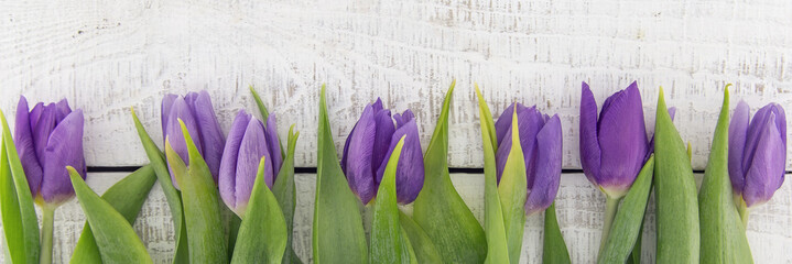 Frame of purple(violet) tulips on white rustic wooden background with copy space for message....