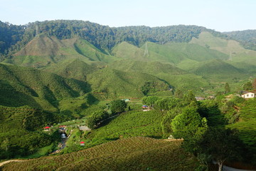 Obraz premium Malaysia Cameron Highlands tea plantation