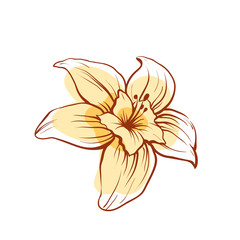 Obraz premium Vanilla flower icon isolated on white background. Exotic asian spice for dessert or parfum industry vector illustration.