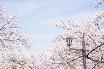 Cherry blossoms scene
