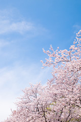 Cherry blossoms scene