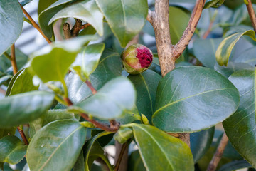 春を待つ椿のつぼみ