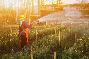 Fototapeta premium Watering flowers in the evening.