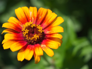 Close up of an orange and red flower in the garden at wave hill, bronx ny
