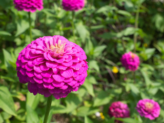 Bright Pink flower up close in the garden