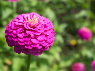 Bright Pink flower up close in the garden