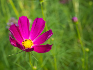 Obraz premium Bright pink cosmo flower at Wave Hill Garden in Bronx, NY