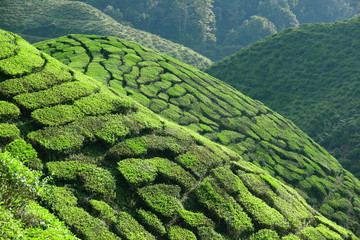 Malaysia Cameron Highlands tea plantation