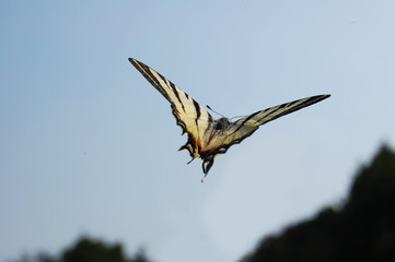 Iphiclides podalirius