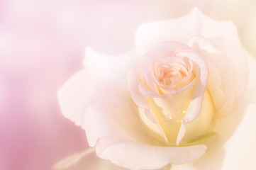 Fototapeta na wymiar close up of fresh light pink rose flower