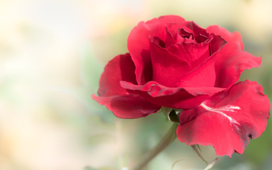 close up of fresh red rose flower on nature background