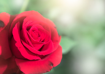 close up of fresh red rose flower