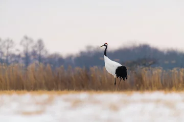 Fototapete Kraniche Red-crowned crane bird  © aon168