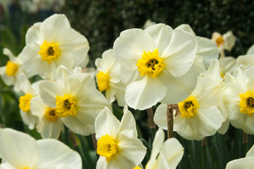 Fototapeta na wymiar White and yellow daffodils in full bloom in Central Park