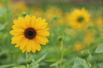 Sunflower Garden