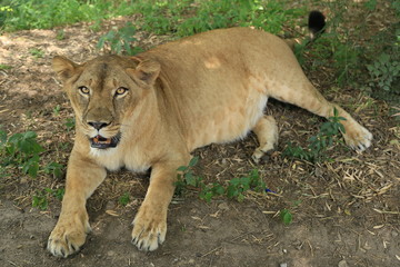 Terrifying Lioness