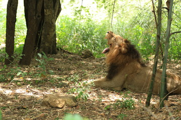 Naklejka premium Roaring Lion in Jungle