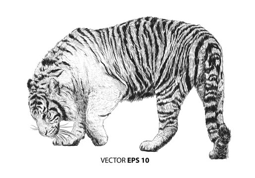Tiger walking hand draw sketch black line on white background vector illustration.