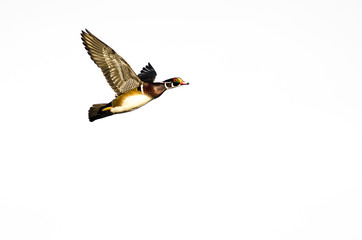 Male Wood Duck Flying on a White Background