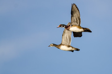 Two Wood Ducks Flying in a Blue Sky