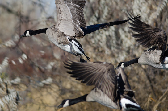 Canada Geese Landing in the Wetlands