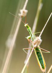 Mantis