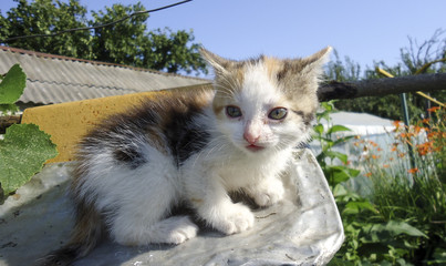 Red-haired cat, domestic pet. Favorite pets in our homes