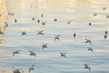 A bunch of seagulls at the sea 